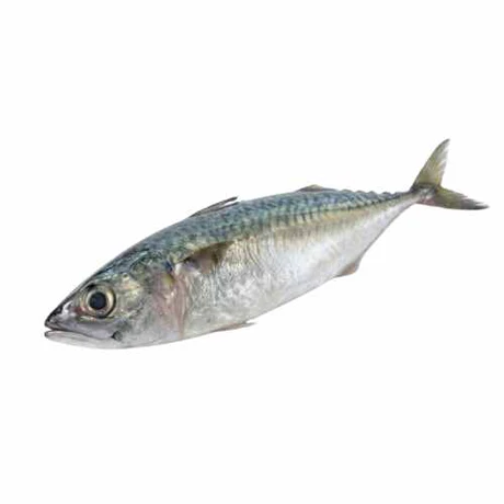 Kote (0.5kg, Fresh)