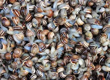Snail (0.5kg, Small, With Shell)