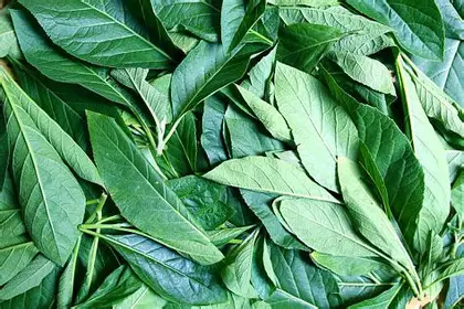 Bitter Leaf (0.5kg, Whole)