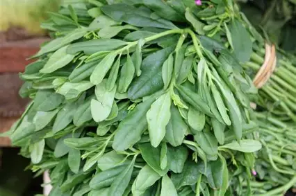 Waterleaf (0.5kg, Whole)