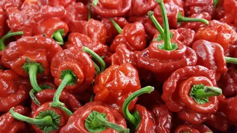 Scotch Bonnet (0.5kg, Red)