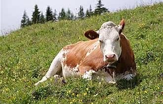 Whole Meat (Goat, 15-25kg, Fresh)
