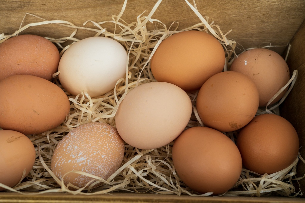 Eggs (Medium, Solo (1 piece))