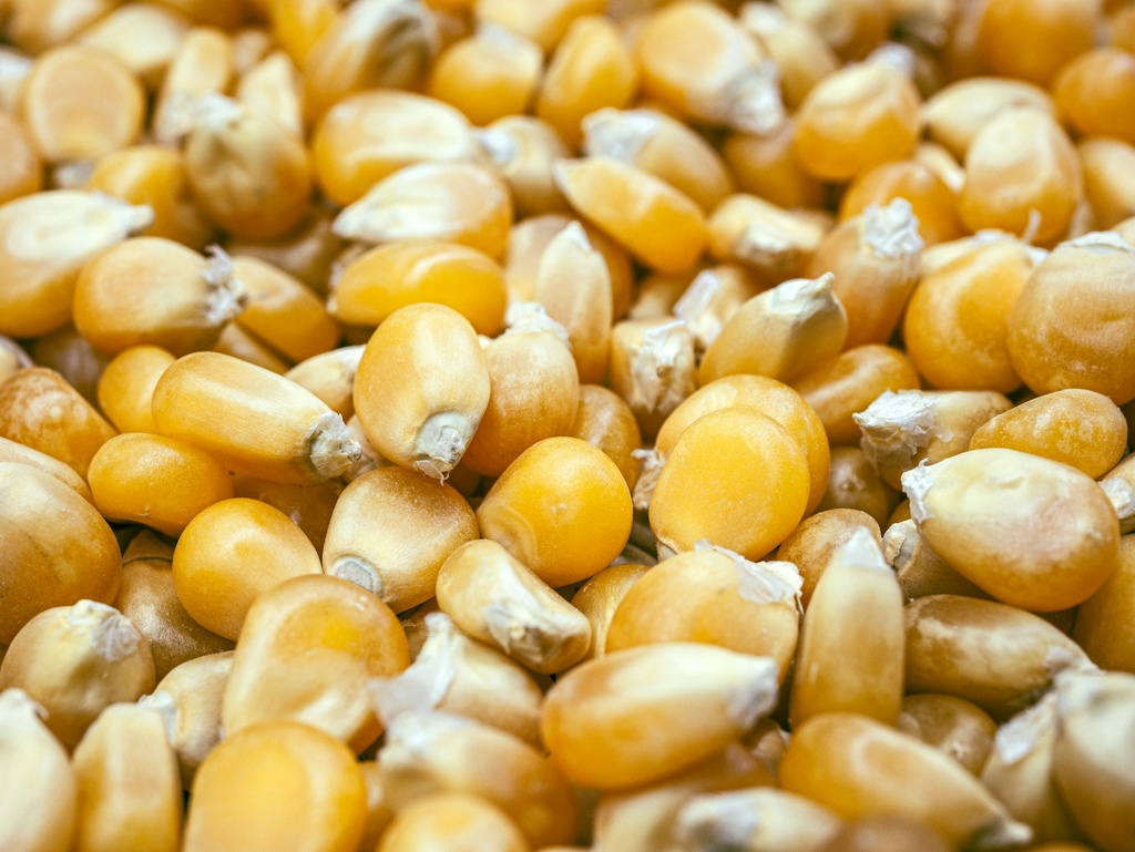 Maize Flour