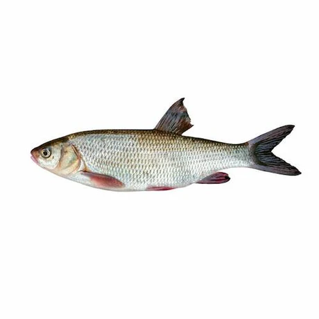 Croaker (0.5kg, Fresh, Head)